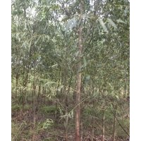 西北柳樹(shù)培育基地