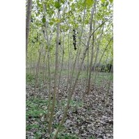 出售意楊，品種35楊，量大價優(yōu)