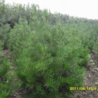 供應(yīng)白皮松3500株