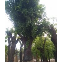 皂角樹大規(guī)格皂角樹價格