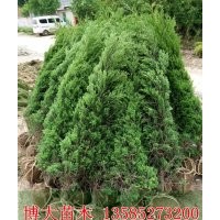 基地低價(jià)直銷1米蜀檜價(jià)格，1.5米蜀檜價(jià)格，2米蜀檜價(jià)格