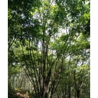 銷售各種規(guī)格叢生元寶楓、叢生五角楓、叢生蒙古櫟