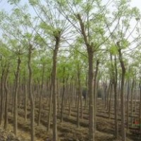 別 稱槐樹 槐蕊 豆槐 白槐國槐價(jià)格更新 國槐報(bào)價(jià)