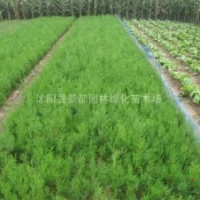 側(cè)柏小苗 薔薇小苗、迎春、連翹小苗