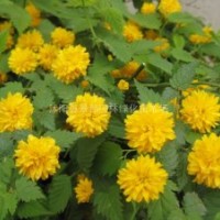 棣棠小苗，小葉黃楊小苗、金葉蕕、紅帽月季小苗、黃帽月季小苗
