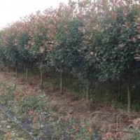 江蘇紅葉石楠價(jià)格是多少