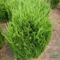 色塊類植物-小龍柏.高桿龍柏，嫁接龍柏，龍柏苗工程苗