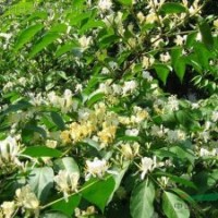 金銀木，丁香，紫荊，紫薇，木槿，芙蓉，結(jié)香