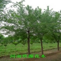 絲棉木3-12公分