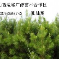 2.5米油松大量低價(jià)優(yōu)惠供應(yīng)