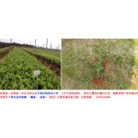 10-50公分茶花小苗供應(yīng)
