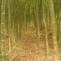 2公分國槐價(jià)格