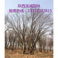 茶條槭
