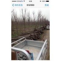 楸樹供應