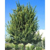 河北白蠟白蠟價格白蠟報價白蠟規(guī)格綠化苗木河北苗木國槐欒樹白蠟