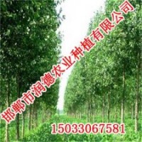 優(yōu)質(zhì)108楊【邯鄲潤德農(nóng)業(yè)】質(zhì)優(yōu)價廉