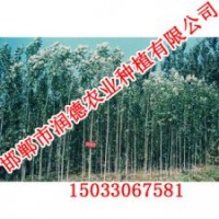 河北楊樹【邯鄲潤(rùn)德農(nóng)業(yè)】楊樹價(jià)格