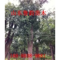 皂角樹江蘇有賣大規(guī)格皂角樹的嗎