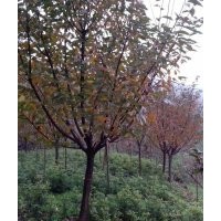 供應(yīng)四川高桿晚櫻/最實(shí)惠的四川高桿晚櫻，哪里有賣