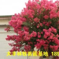 香水紫薇
