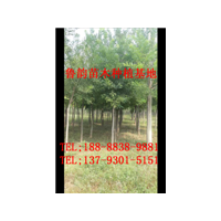哪里有國槐樹，哪里有6公分國槐樹