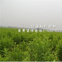 龍柱碧桃重點(diǎn)環(huán)境樹種桃楓園林批發(fā)價(jià)優(yōu)
