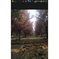 出售紅葉李