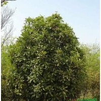 供應(yīng)中華石楠，老式石楠，大葉女貞，紫葉李，紫薇