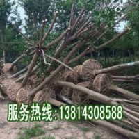 女貞