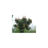 大量批發(fā)3公分黃山欒樹(shù)、欒樹(shù)價(jià)格、