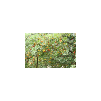 供應(yīng)楊梅