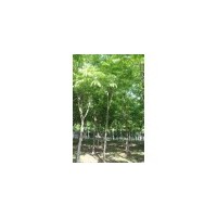 供應(yīng)無患子樹、肥皂樹、油患子樹