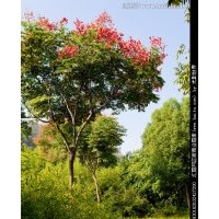 欒樹 黑松 白蠟 各種大規(guī)格