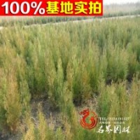 批發(fā) 側(cè)柏 側(cè)柏小苗 側(cè)柏工程苗