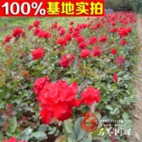 基地大量批發(fā)紅帽月季量大從優(yōu)