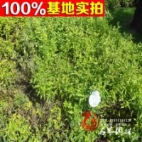 苗圃場大量供應園林綠化苗木金葉蕕
