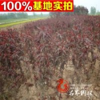 綠化庭院行道工程苗木 紫葉桃小苗