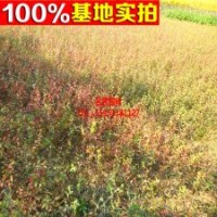 長期批發(fā)爬藤植物小葉扶芳藤