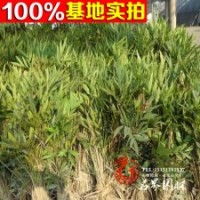 批發(fā)十大功勞苗直銷 常綠灌木