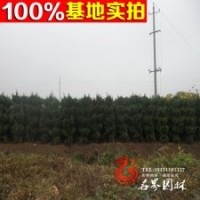 供應(yīng)各種造型苗木 龍柏造型 樹形好