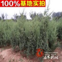大量供應(yīng)刺柏 刺柏基地批發(fā)