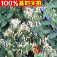 供應(yīng)金銀花大量批發(fā)金銀花苗