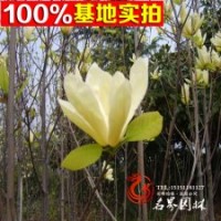 供應(yīng)優(yōu)質(zhì) 玉蘭 黃玉蘭 量大優(yōu)惠