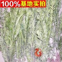 紅豆杉批發(fā)現(xiàn)貨15--100cm
