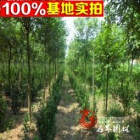 供應【高桿女貞】大葉女貞 女貞樹