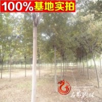 蘇北基地大量低價供應(yīng)優(yōu)質(zhì)櫸樹