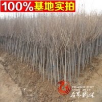 櫻花基地常年供應(yīng)櫻花樹苗規(guī)格齊全