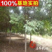 優(yōu)質(zhì)供應(yīng)【燈臺樹】工程綠化苗