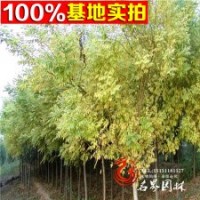 供應(yīng)當(dāng)年小苗國(guó)槐 批發(fā)金葉國(guó)槐樹