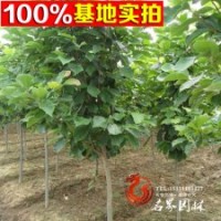 基地供應 牛角花 牛角花工程苗